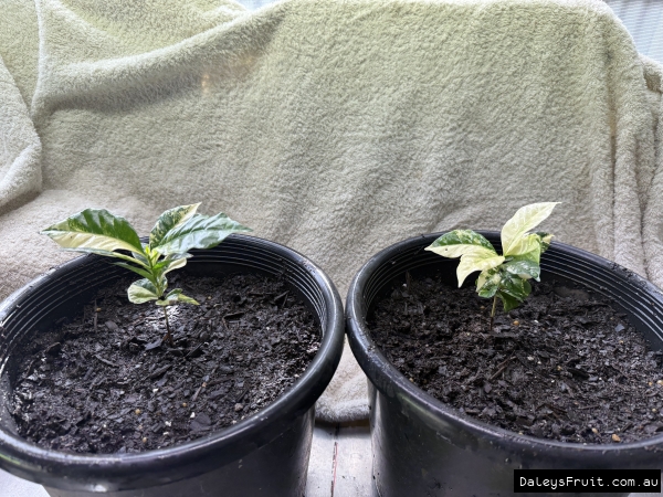 A variegated Coffee tree seedlings in pots next to each other showing good leaf colour at early age