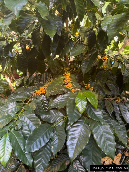Dwarf Coffee tree covered in yellow fruit along all branchs