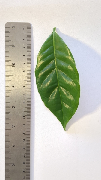 Leaf of the Dwarf Coffee - Yellow Catuai