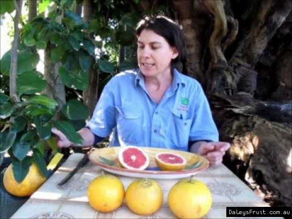 Dwarf rio red grapefruit
