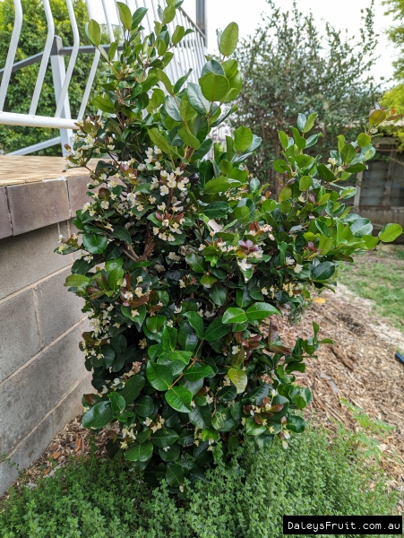 Dwarf Grumichama after many years staying compact