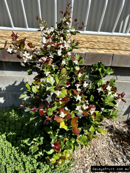 Dwarf Grumichama in flower at Daleys Nursery