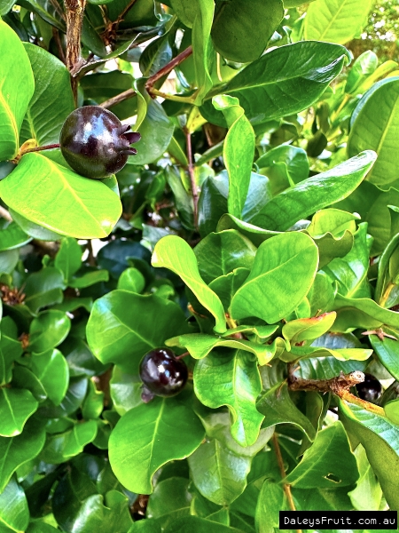 A few dwarf grumichama black fruits ripening on the tree