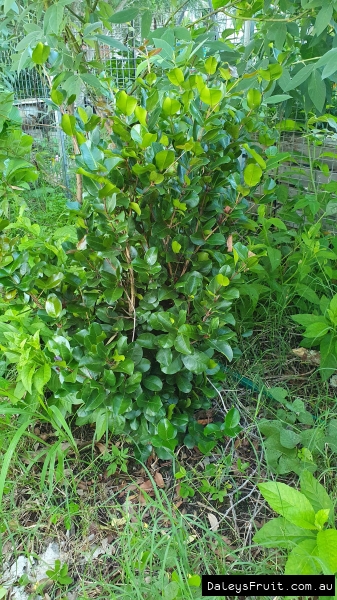 After many years the  Dwarf Grumichama will still stay a small and compact tree