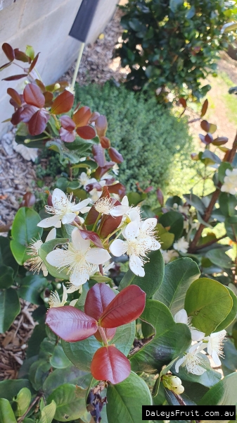 Close up of the flowers of the Dwarf Grumichama Black which will soon turn into the fruit