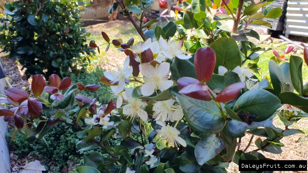 Dwarf Grumichama flowers