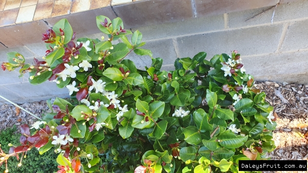 Flowers of the Dwarf Grumichama Black