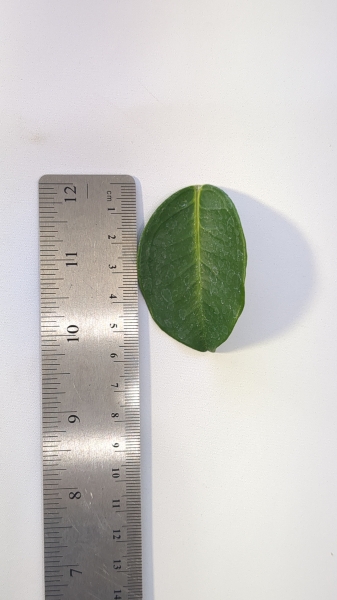 Leaf of the Dwarf Grumichama -  Black