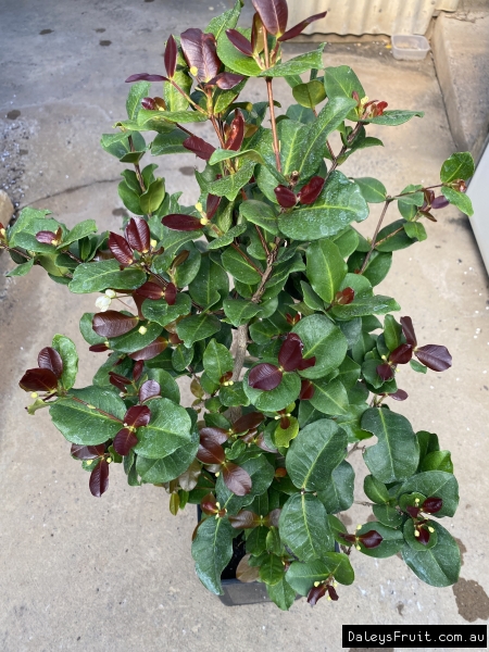 Shows a Dwarf Grumichama with a flush of new coloured leaf tips in this potted plant.