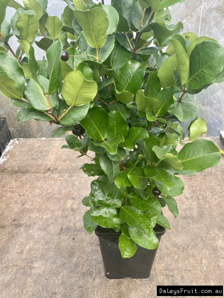 Shows a potted Dwarf grumichama fruit tree with black fruit on it at a young age