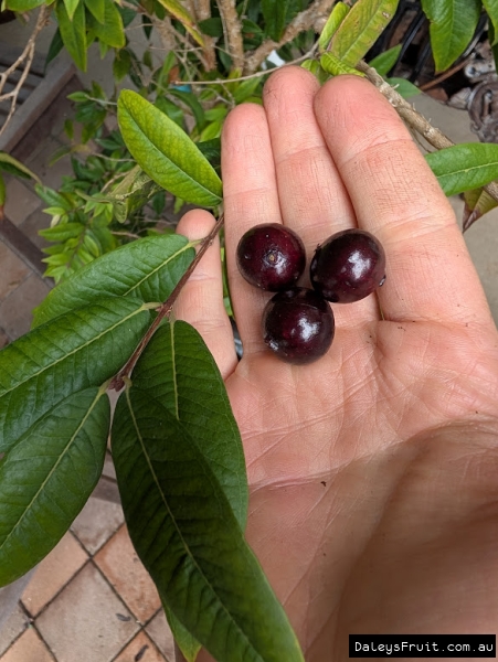Red Jaboticabas held next to leaves on potted plant