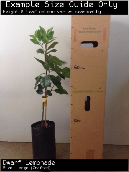 Dwarf Lemonade For Sale (Size: Large) (Grafted)