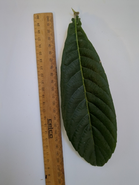 Leaf of the Dwarf Loquat - Bessell Brown