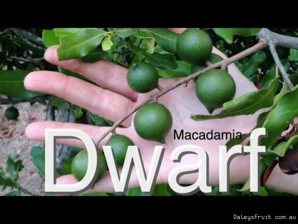 Dwarf Macadamia Nut Tree for Australia