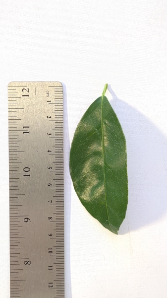Leaf of the Dwarf Mandarin - Pixie