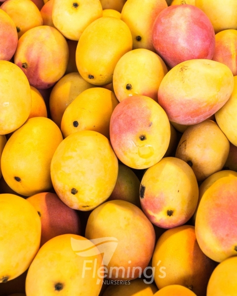 Lots of Ono Mango Dwarf Fruit Trees together showing their vibrant orange with pink hue colours