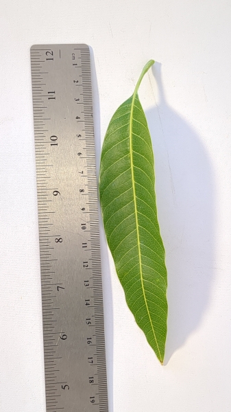 Leaf of the Dwarf Mango - Ono