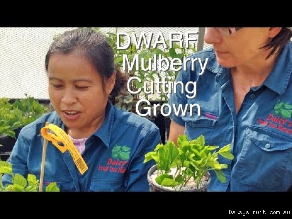 Dwarf Black Mulberry grown from cuttings