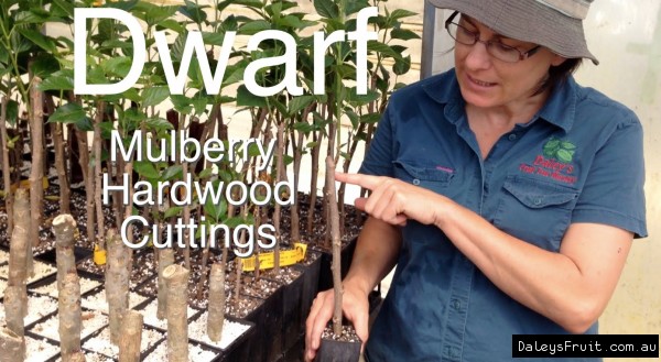 Dwarf Mulberry Black Grown from Hardwood cuttings