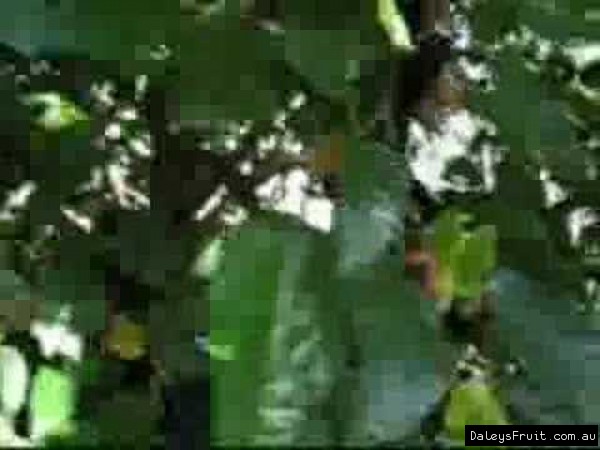 Dwarf Black Mulberry