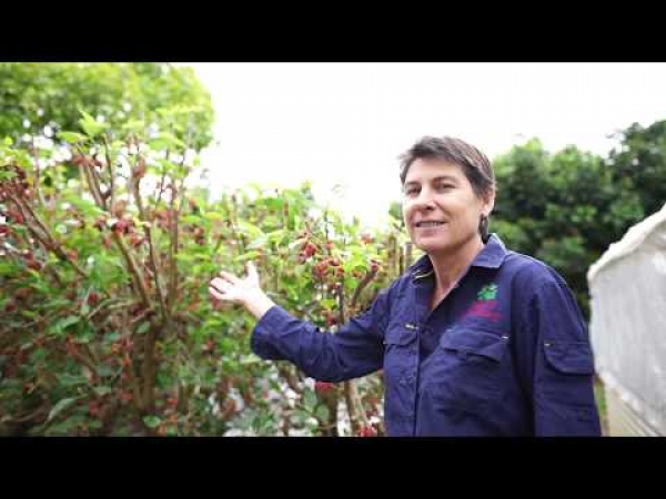Using the Dwarf Black Mulberry as a fruiting hedge