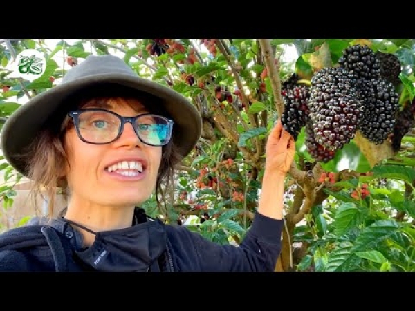 YouTube: Dwarf But Un-stopable mulberry Fruit trees