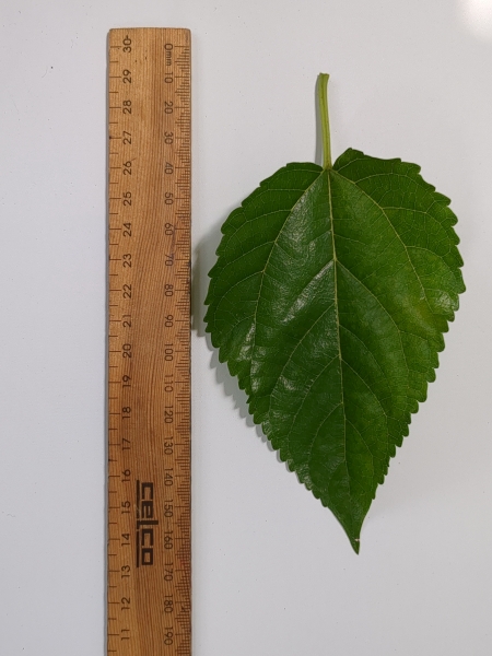 Leaf of the Dwarf Mulberry - Majestic
