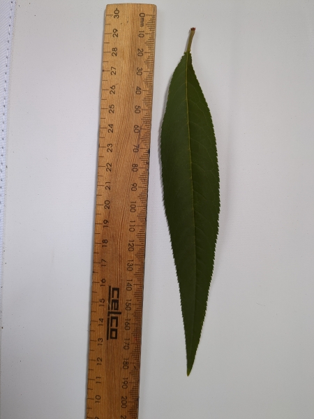 Leaf of the Dwarf Nectarine