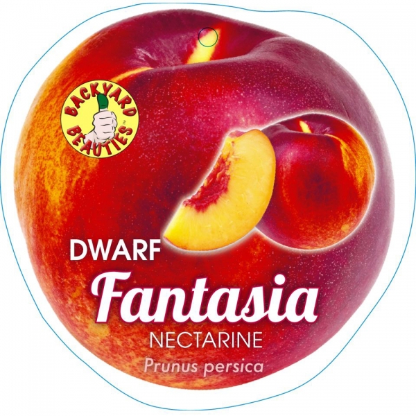 Nectarine Fantasia