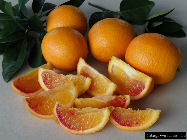 Dwarf Orange - Arnold Blood, Citrus sinensis