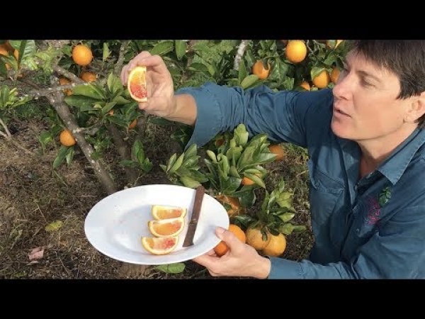 Growing Arnold Blood Orange Trees with planting and establishing this tree for best results