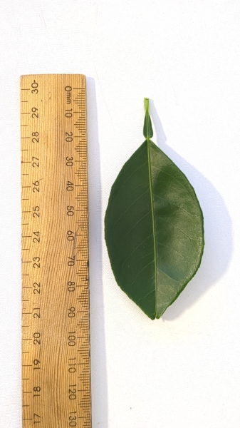 Leaf of the Dwarf Orange - Lanes Late