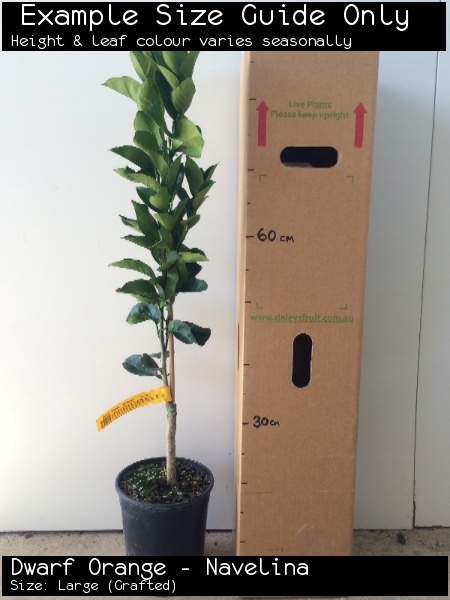 Dwarf Orange - Navelina For Sale (Large)