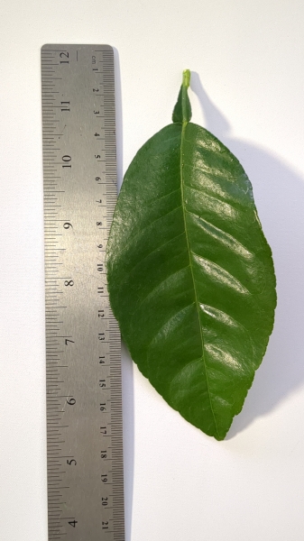 Leaf of the Dwarf Orange - Smooth Seville
