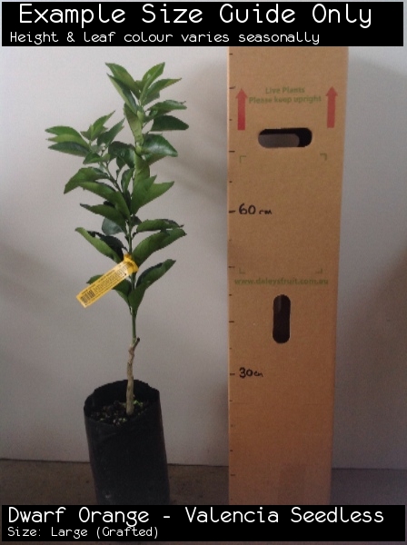 Dwarf Orange - Valencia Seedless For Sale (Size: Large) (Grafted)