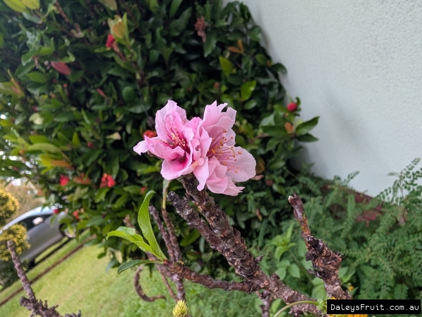 The first Dwarf Peach flowers in spring against tiny new shooos on deciduous branches