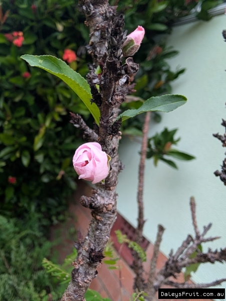 The first Dwarf Peach flowers in spring against tiny new shoots on deciduous branches