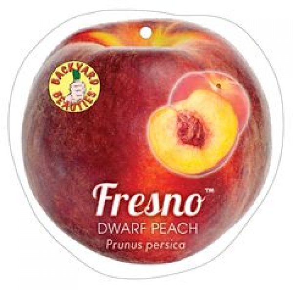 Dwarf Peach Fresno label Backyard beauties