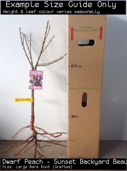 Dwarf Peach - Sunset Backyard Beauty For Sale (Size: Large Bare Root) (Grafted)