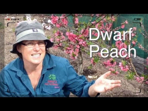 Dwarf Peach Tree in Flower - Favourite Fruit Tree