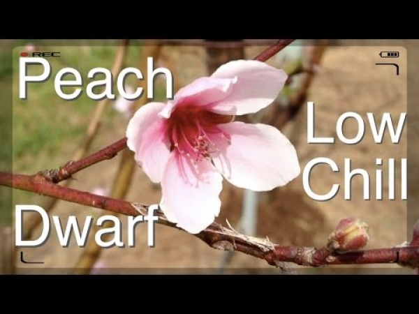 Flowers From Dwarf Peach Trees - Low Chill for Subtropical Areas