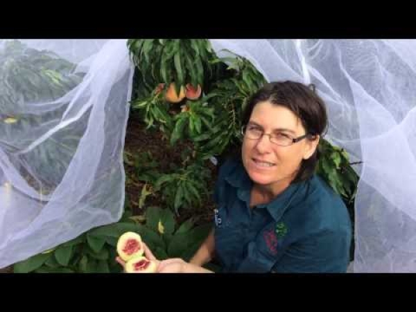 Dwarf Peach Grafted to be Ornamental with Full Size White Flesh Peaches Low Chill