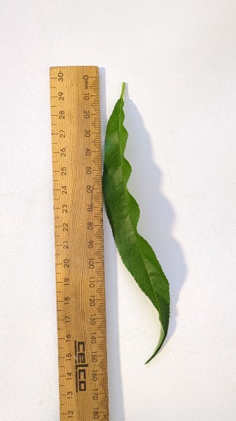 Leaf of the Dwarf Peach - Valley Red
