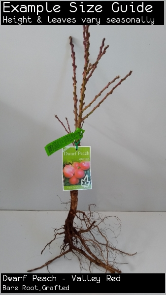 Dwarf Peach - Valley Red For Sale (Large)