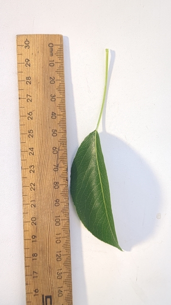 Leaf of the Dwarf Pear - Packhams Triumph