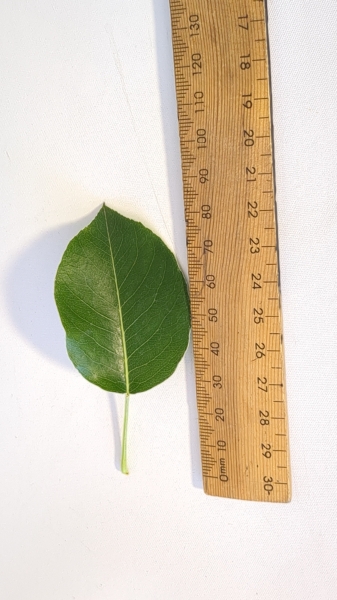 Leaf of the Dwarf Pear - Trixzie® Pyvert