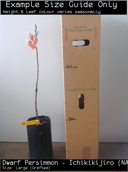 Dwarf Persimmon - Ichikikijiro (NA) For Sale (Size: Large) (Grafted)