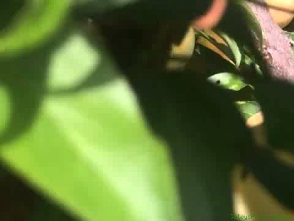 Bumper crop of Gulfgold Plums in Exclusion Orchard December 24th 2013