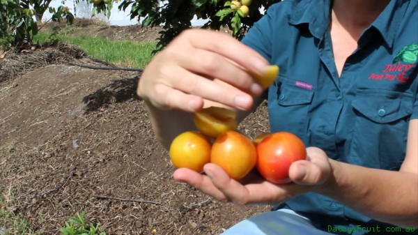 Dwarf Plum Tree Gulf Gold