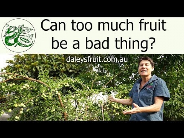 Gulf Gold Plum - Kath